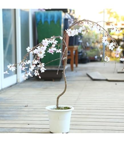 Amazon.co.jp: 折り鶴盆栽しだれ桜盆栽 : DIY・工具・ガーデン